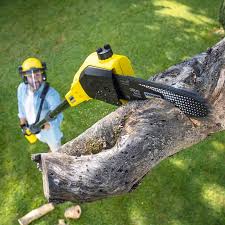 Best Lawn Disease Treatment  in Park City, KS